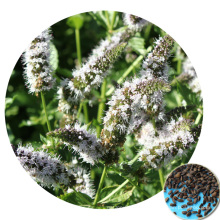 High Germination 2019 Aromatic Herb Plant Chinese Patchouli Korean Mint Agastache rugosa Seeds